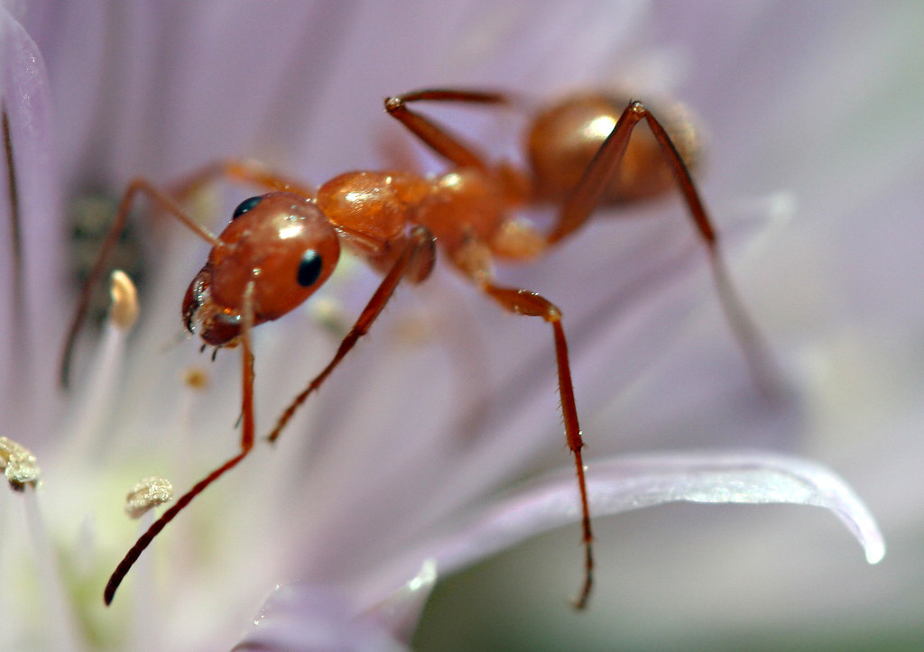 Ant Control (Cheenti)