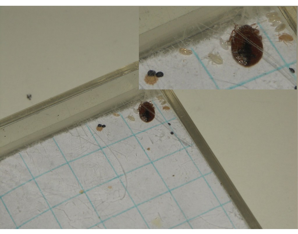 Bed Bug Control (Khatmal)