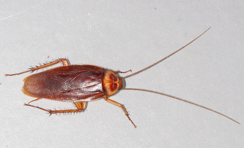 Cockroach Control