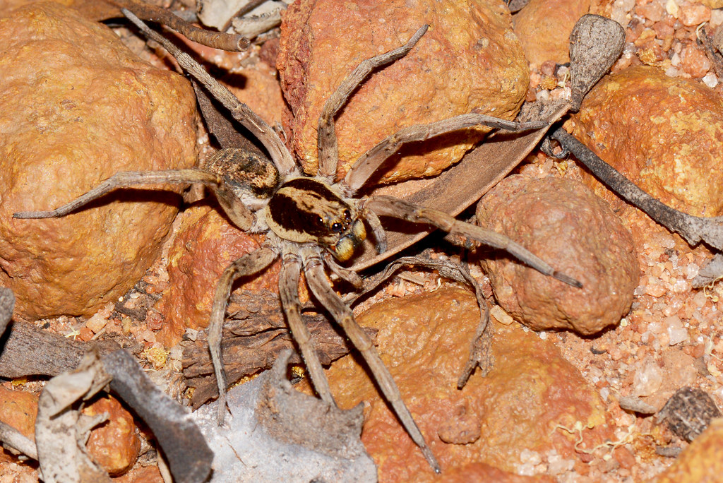 Spider Control